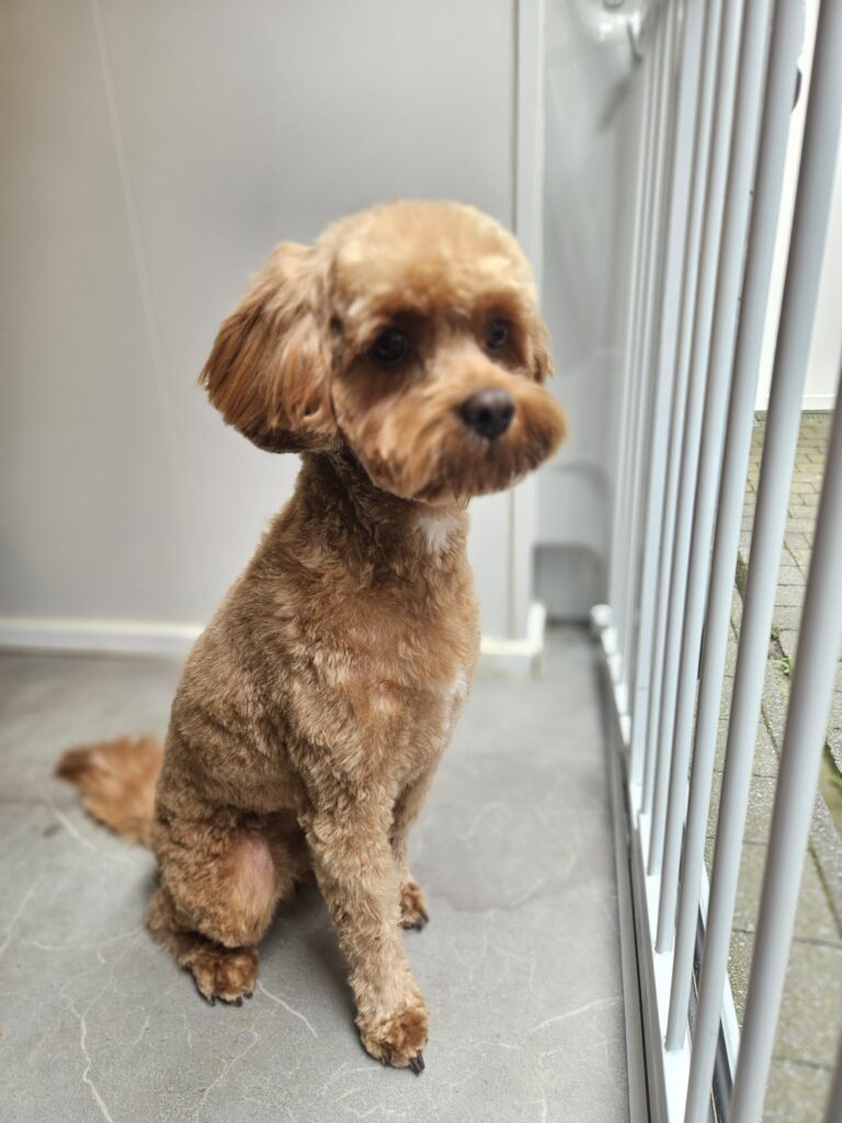 kortelabradoodle